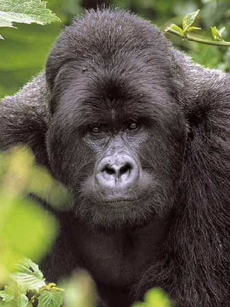 image: gorilla